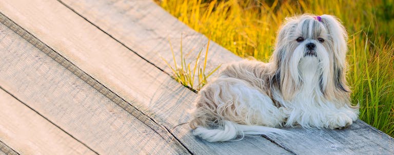 How to Train a Shih Tzu to Behave